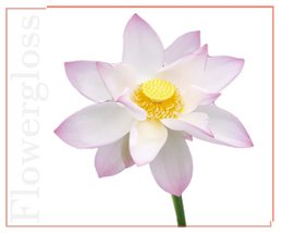 Flowergloss FG06 Lotus flower | made from fruit and vegetables 💚 Vegan without titanium dioxide “NEW”