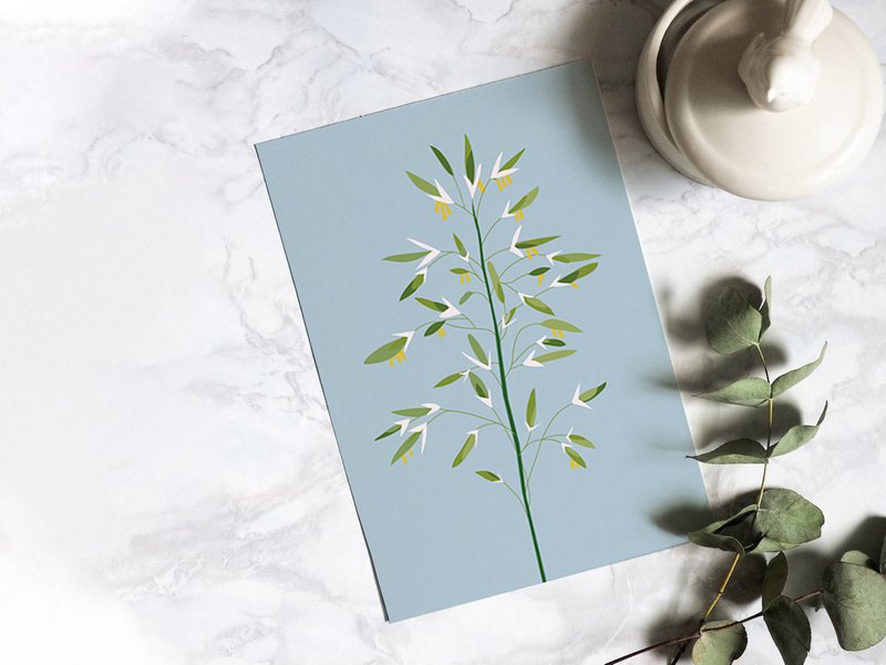 Carte Postale Botanique - Bromus