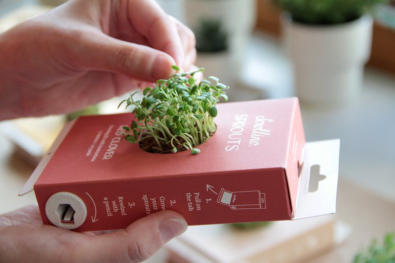 Aktivität & wachsendes Kit - Scrollino Red Clover Sprossen
