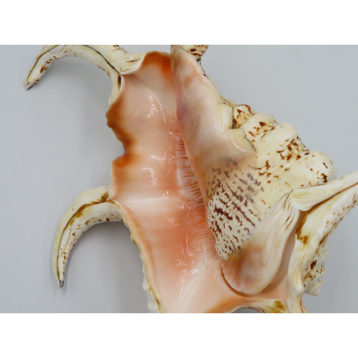 Flet "Lambis chiragra"