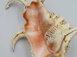 Flet "Lambis chiragra"