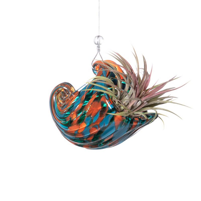 Nautilus vase (med Tillandsia Plant)