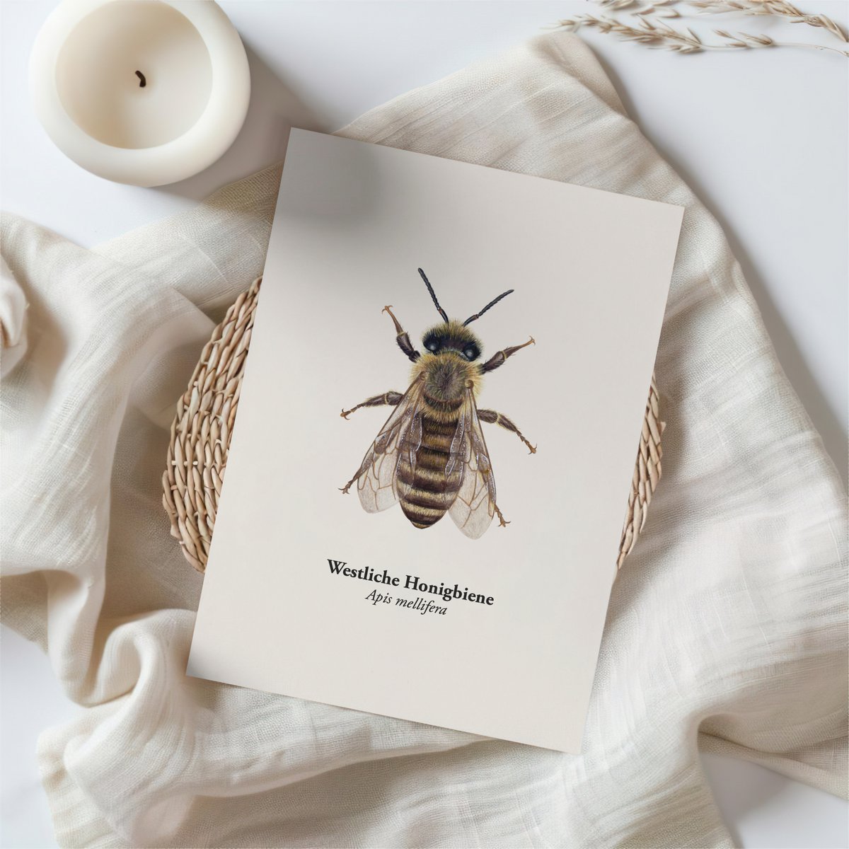 Postal de Honeybee - Ilustración de la Honeybee occidental (Apis mellifera) para apicultores y amantes de la naturaleza