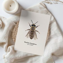Honigbiene Postkarte – Illustration der Westlichen Honigbiene (Apis mellifera) für Imker und Naturfreunde