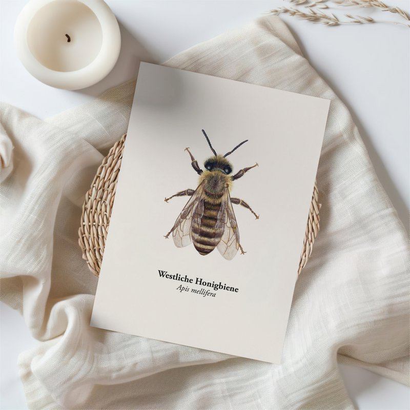 Honigbiene Postkarte – Illustration der Westlichen Honigbiene (Apis mellifera) für Imker und Naturfreunde