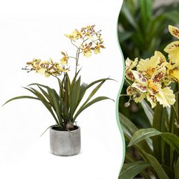 Plante artificielle - Orchidée - Jaune - 45cm