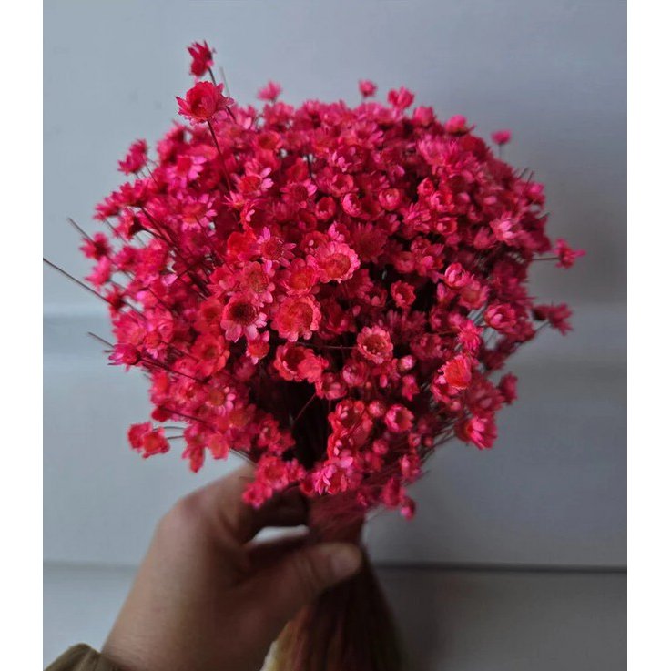 Glixia Mini-Sternblumen