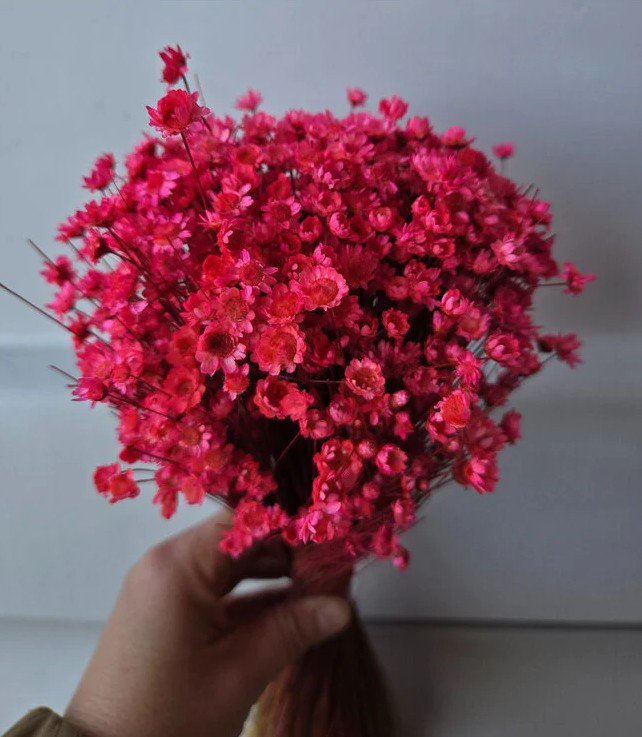 Glixia mini star flowers