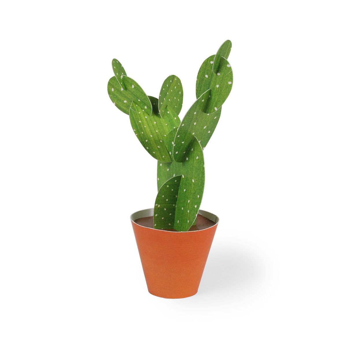 Opuntia microdasys briefkaart