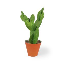 Cartolina di Opuntia microdasys