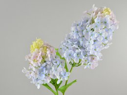 Rispen-Hortensie x2, 71cm, hellblau-rosa