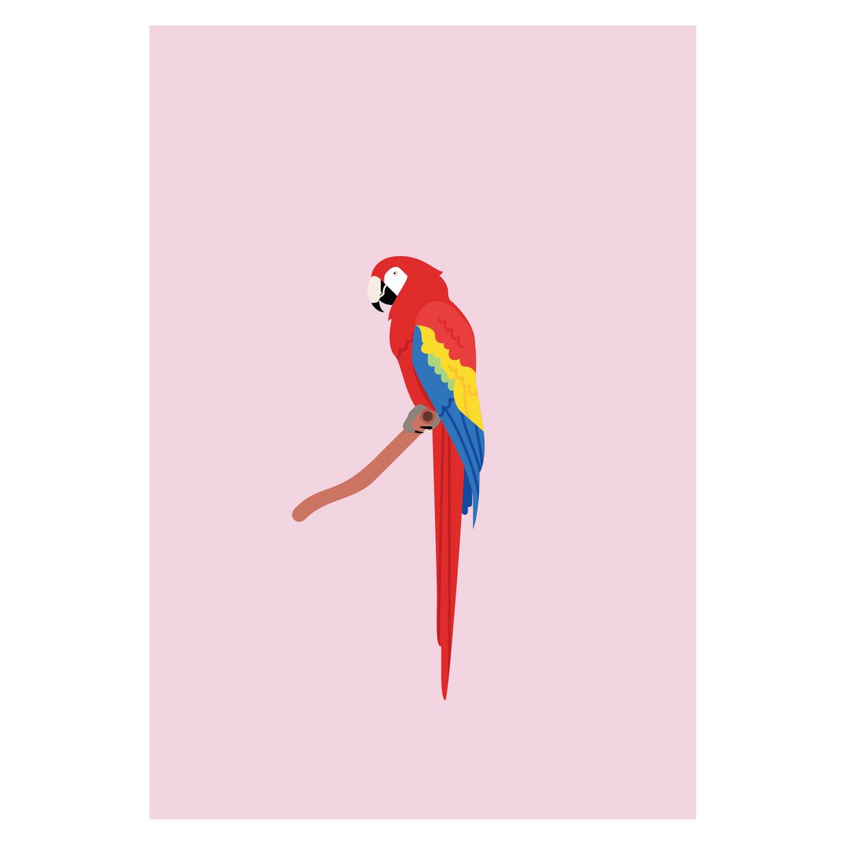 Plakat papuga