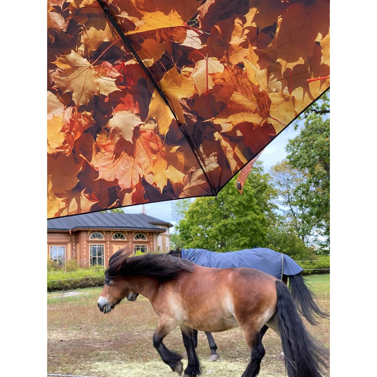 Höst Umbrella – Windproof & UPF50+ Protection