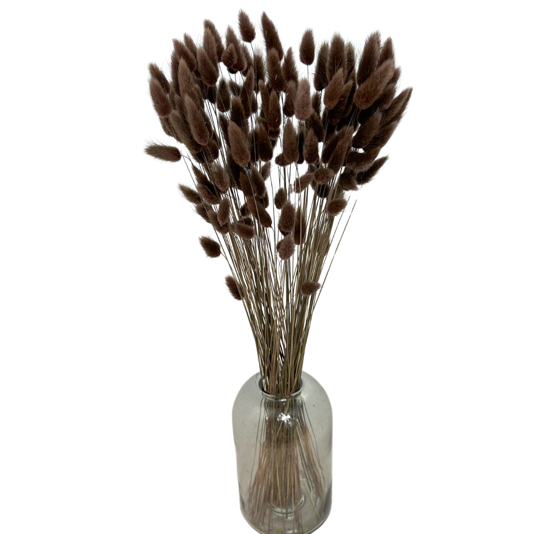 Ogonki Króliczka (Lagurus) 50g Brązowe