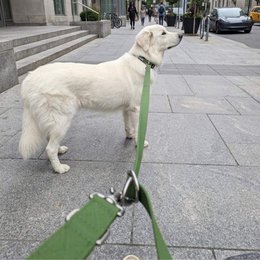 Waterproof multi-position leash Khaki green
