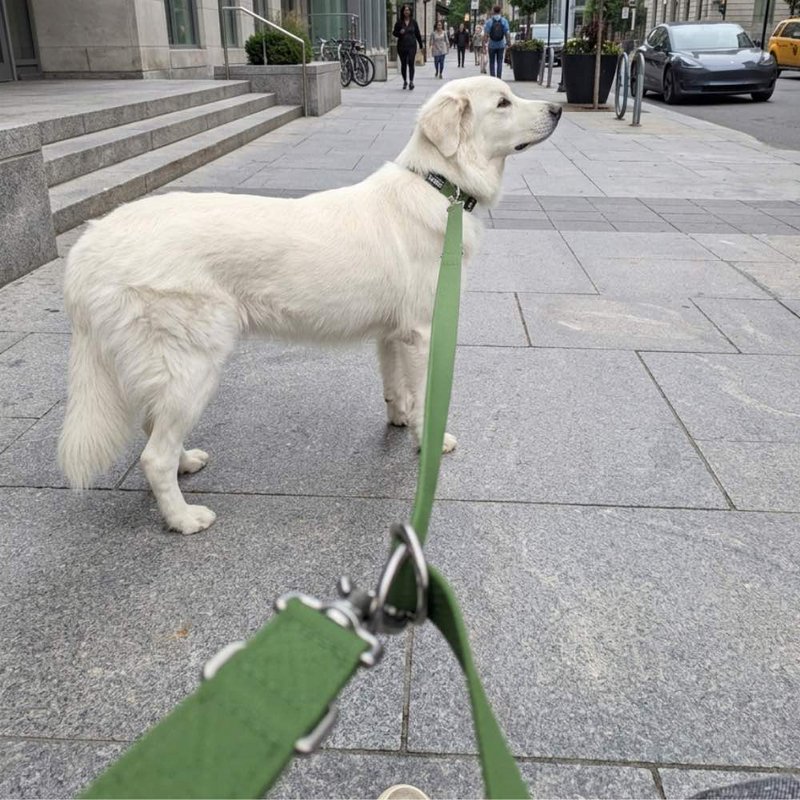 Waterproof multi-position leash Khaki green