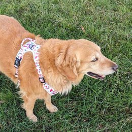 Petal Y Comfort Harness