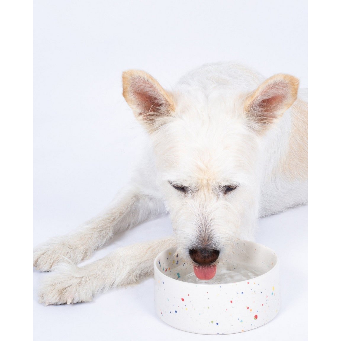 New Party Pet Bowl 14cm Set 2 White