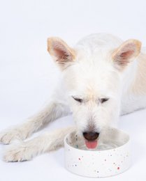 New Party Pet Bowl 14cm Set 2 White