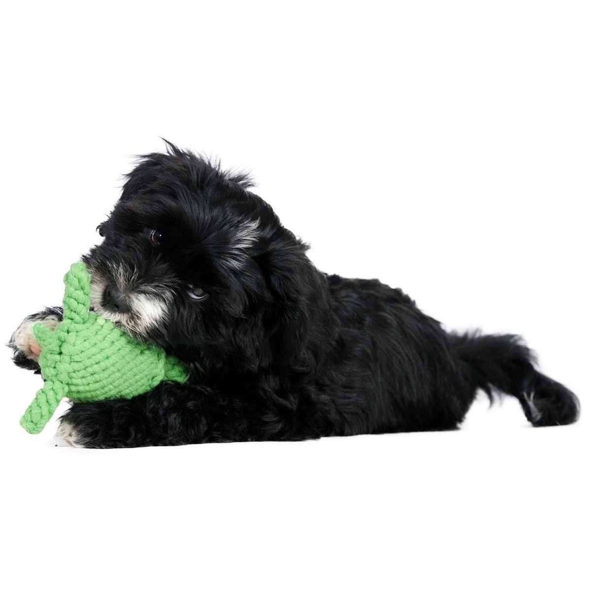 Tina Turtle - giocattolo cult per cani