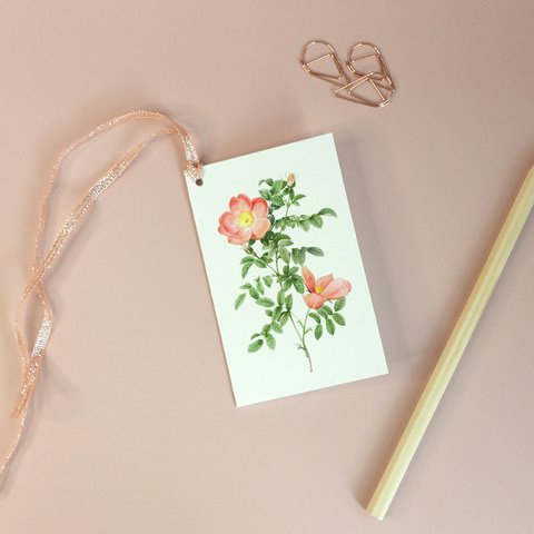Peach Rosehip, Gift Tag - Botanical Vintage