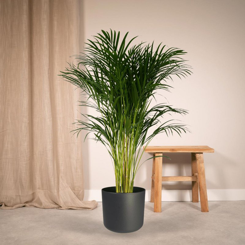 Dypsis Lutescens - Palmier Areca - Ø24cm - ↕120cm