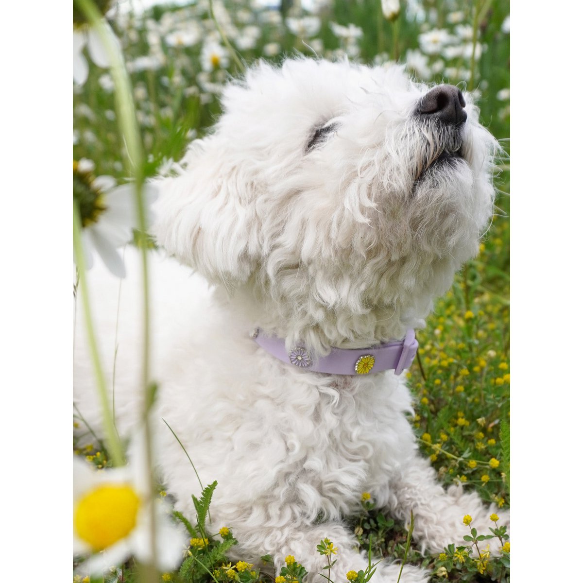 Flower dog collar pendant