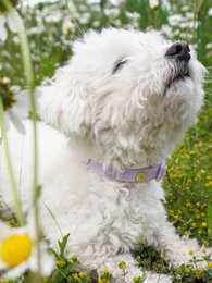 Blume Hundehalsband Anhänger