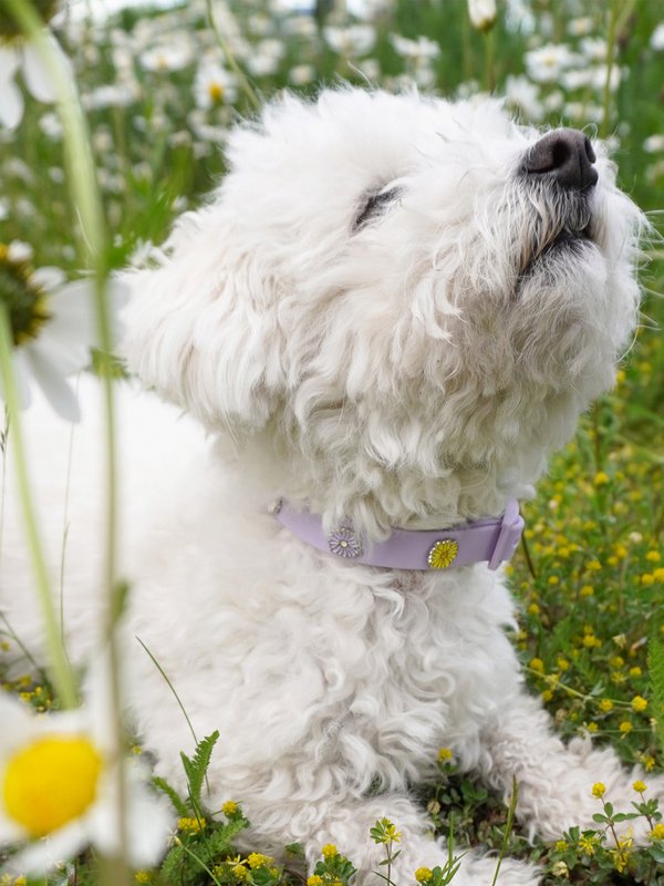 Blume Hundehalsband Anhänger