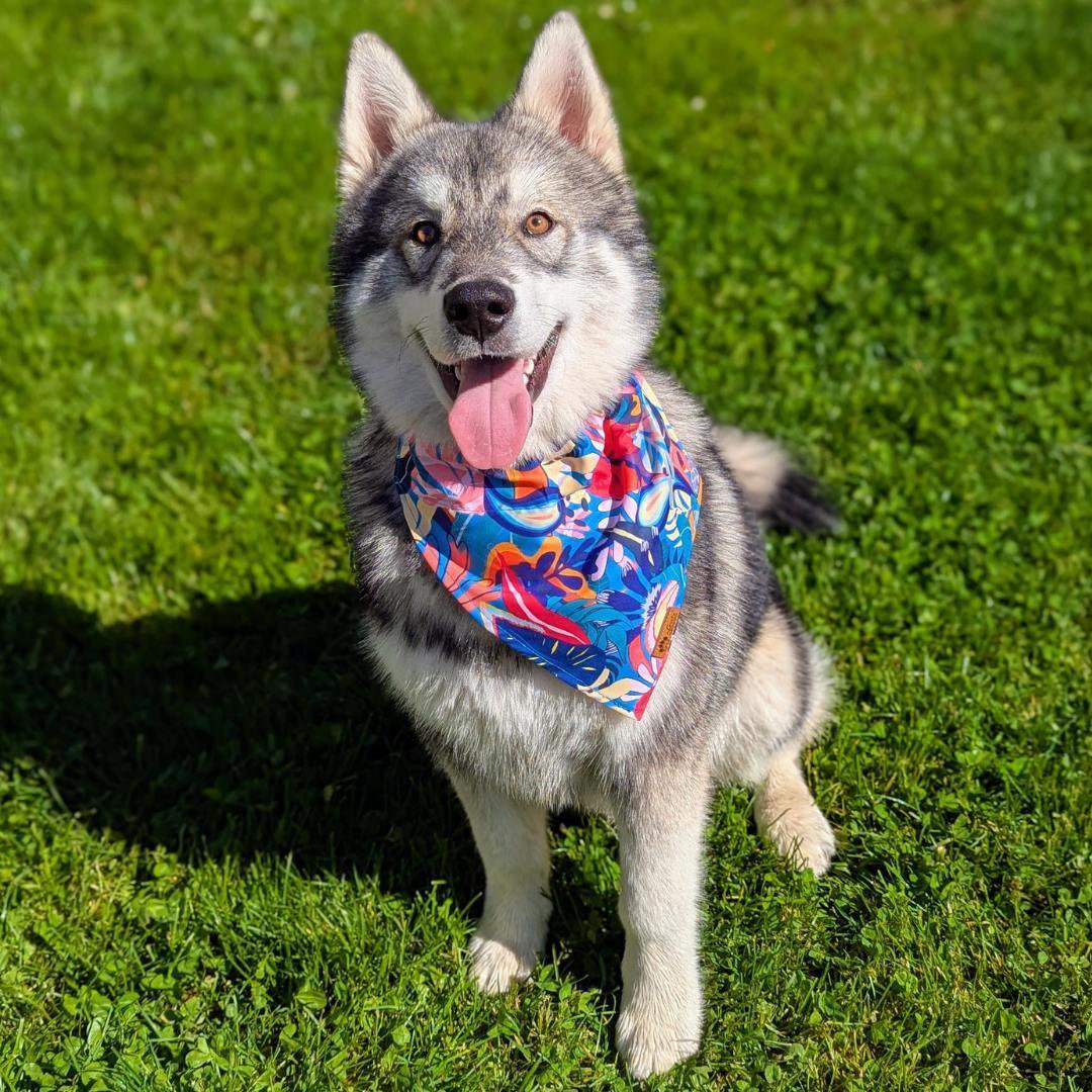 Bandana pour chien Lagon