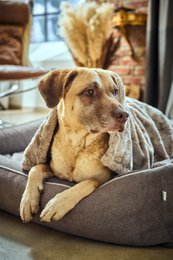 COZY Kuscheldecke für Hunde