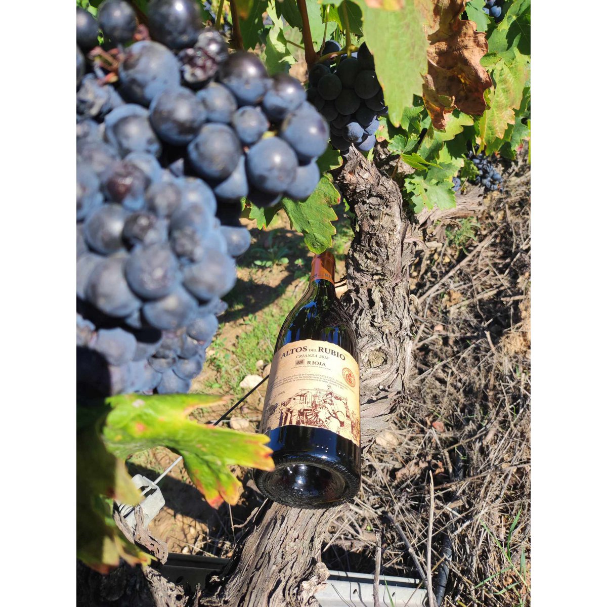 Crianza rødvin D.O.Ca. Rioja Altos del Rubio