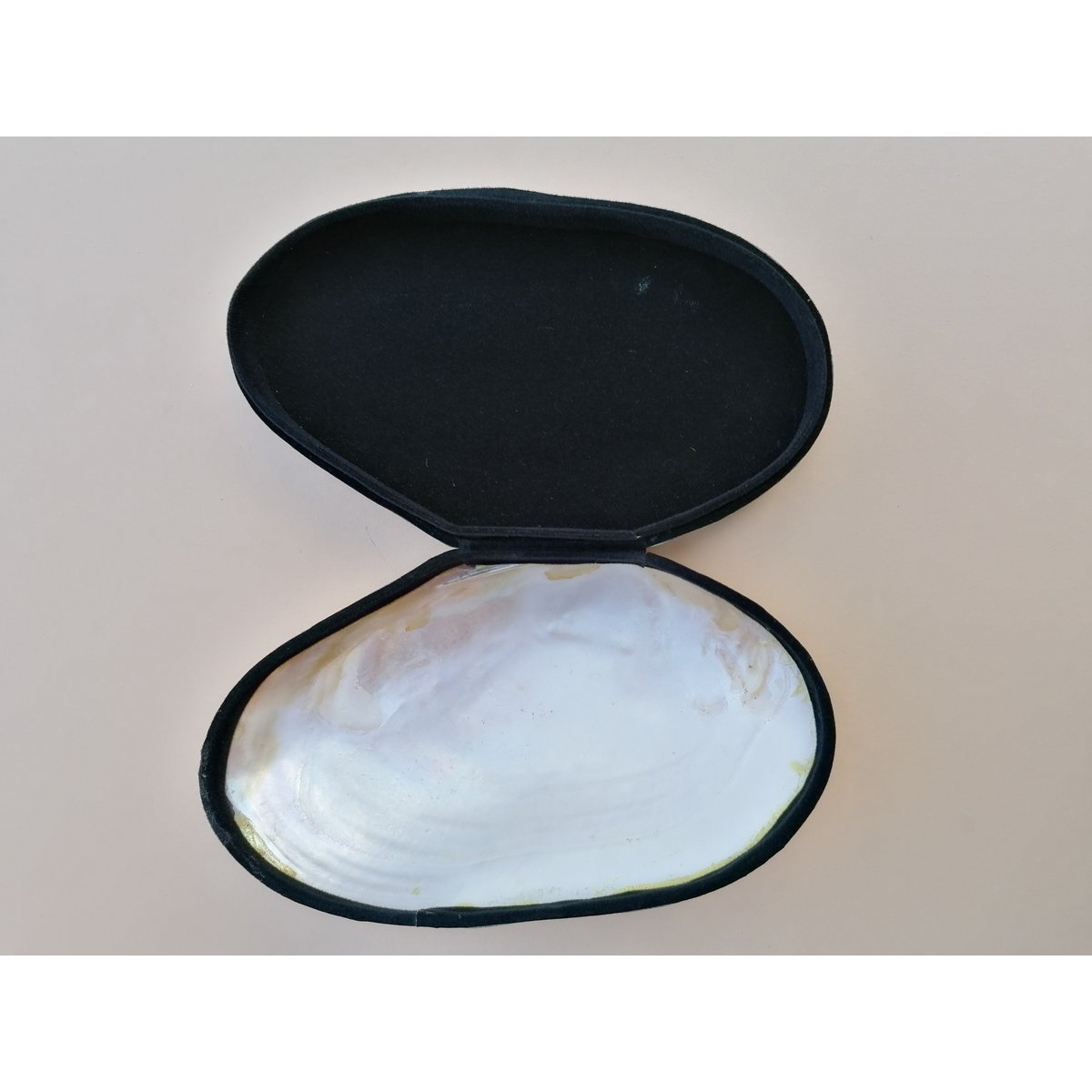 Muschelbox Schmuckschatulle Bijoux Box XXL