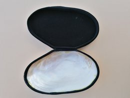 shell box smykkeskrin bijoux box