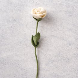 Rosa bianca