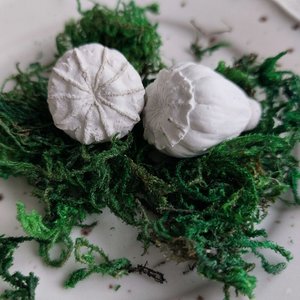 Mohnfrucht, 2er Set