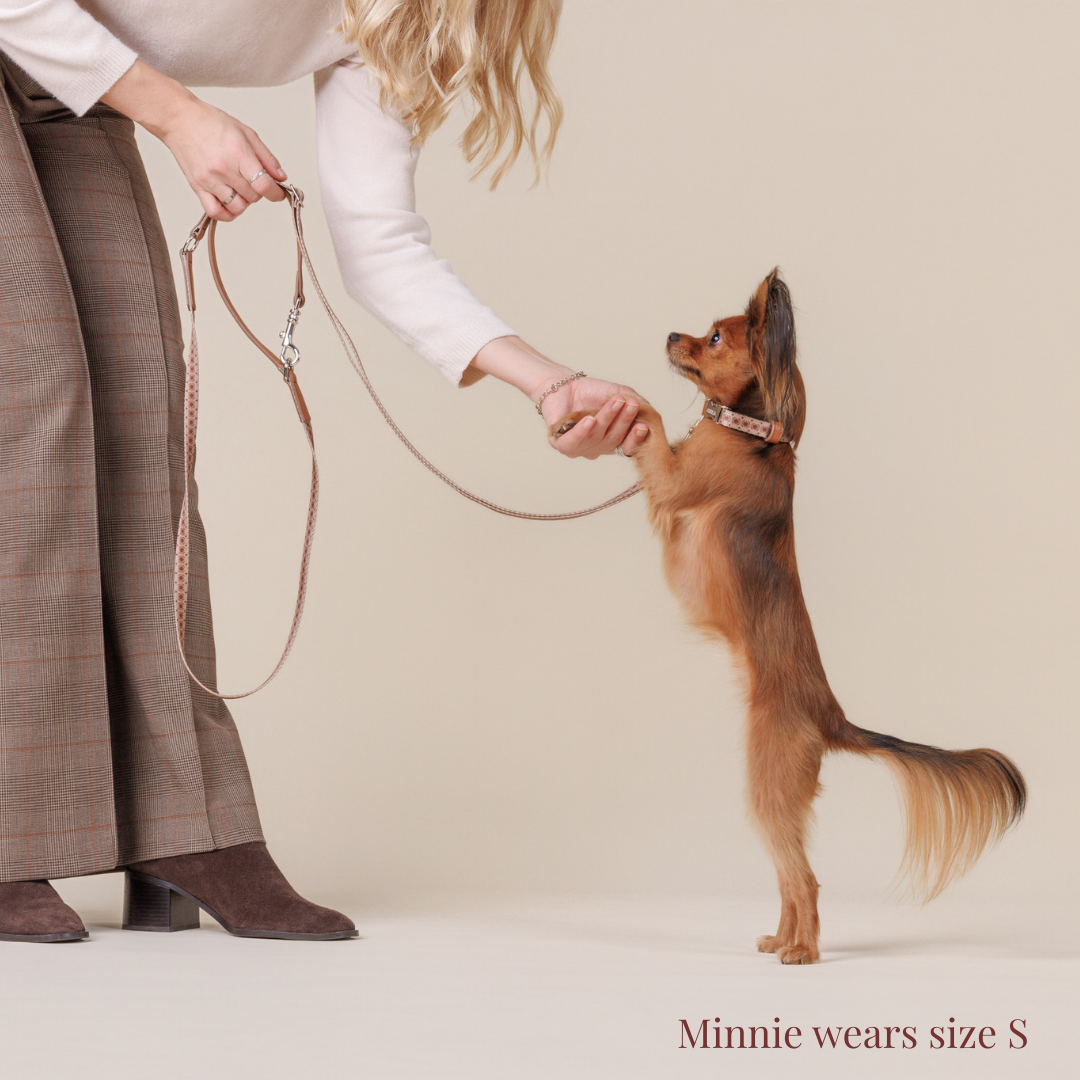 Dog Collar - Timeless Mocha