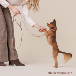 Dog Collar - Timeless Mocha