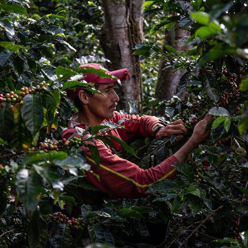 Coffee Del Bosque Washed fermented