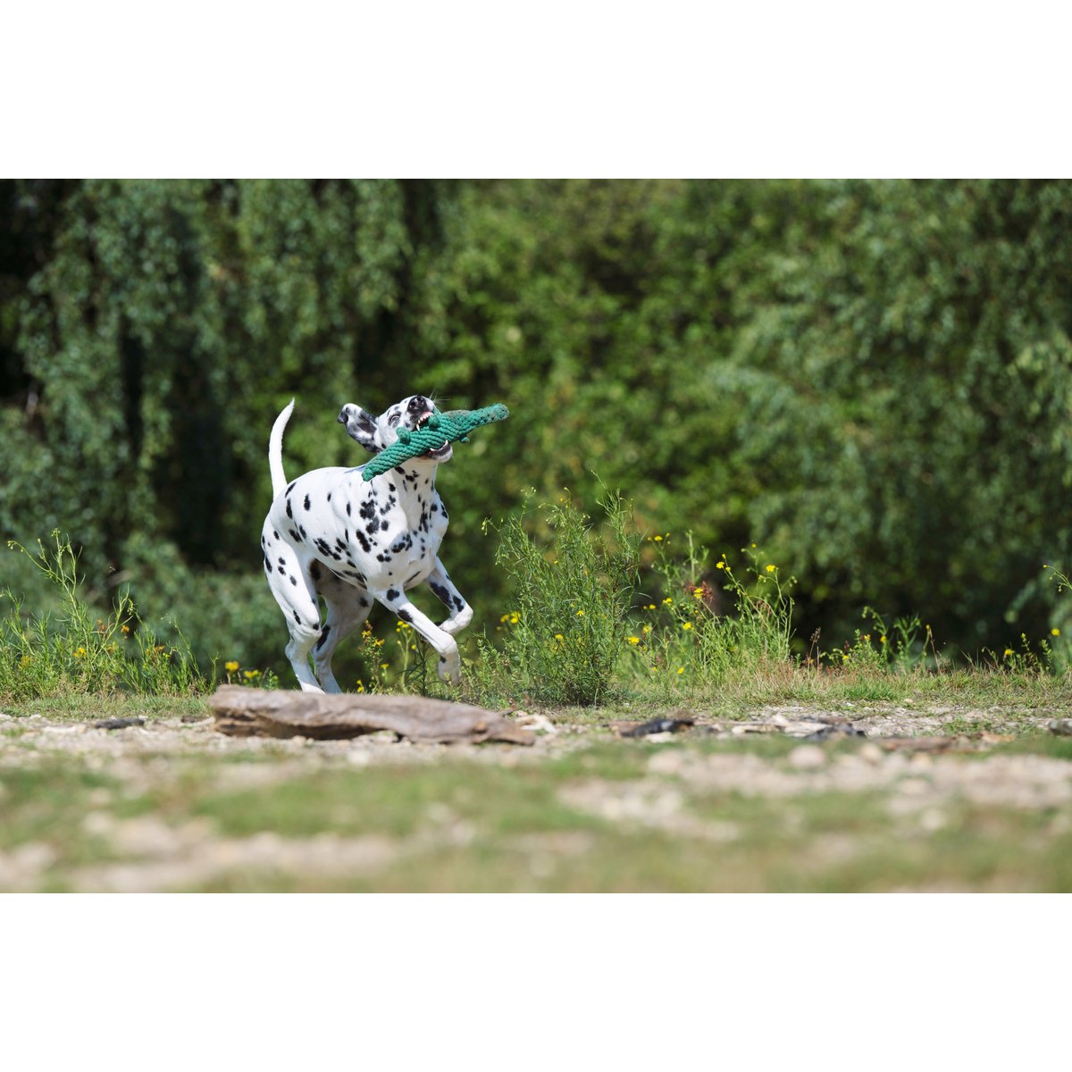 Kalli Crocodile - giocattolo cult per cani