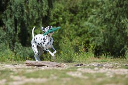Kalli Crocodile - kultlegetøj til hunde