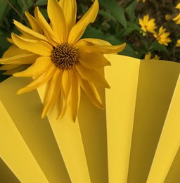 Abanico, abanico, abanico, amarillo opaco