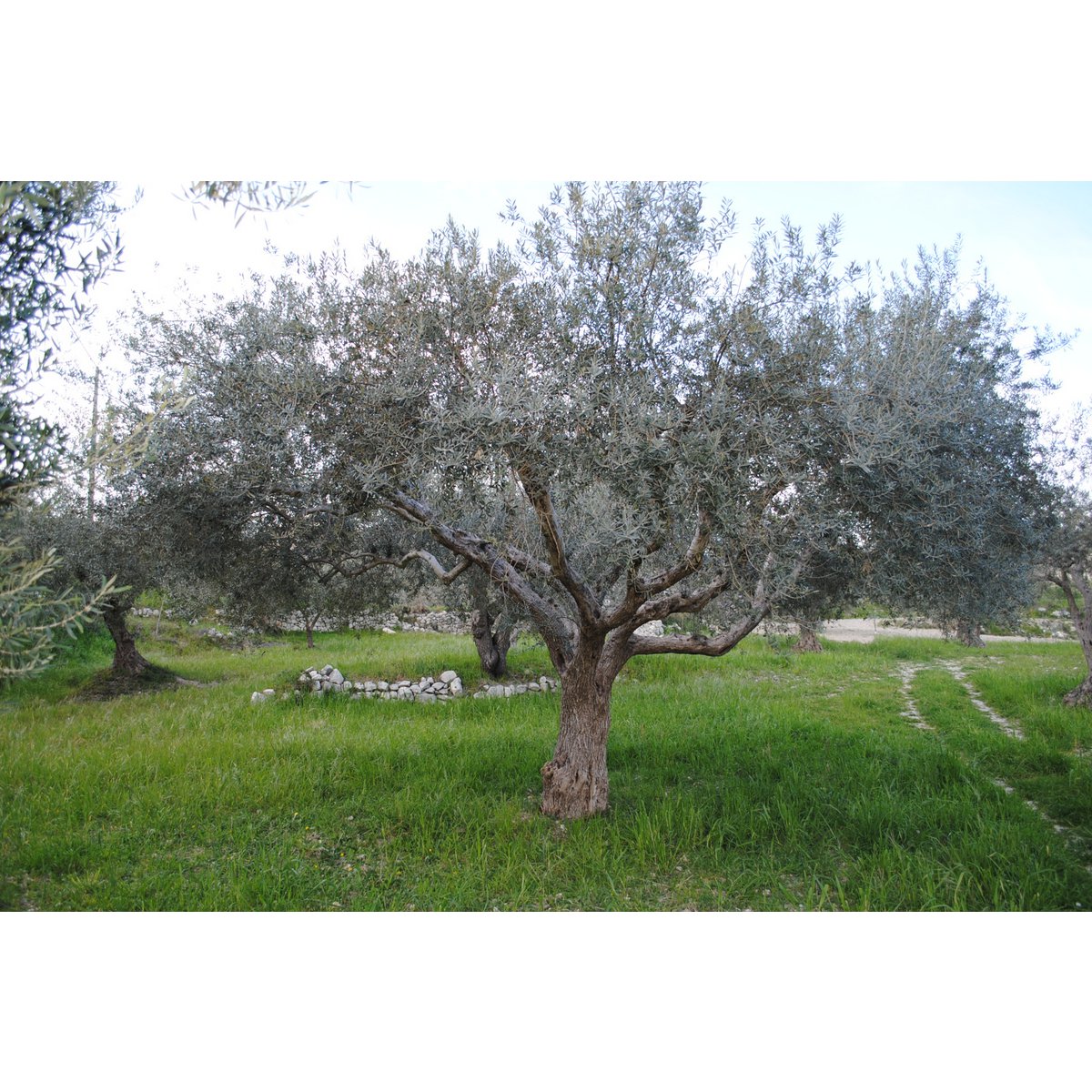 ITALIA | SICILIA | Extra Virgin Olive Oil - il SALTO | Bag in Box 3 LT