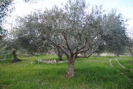 ITALIA | SICILIA | Extra Virgin Olive Oil - il SALTO | Bag in Box 3 LT