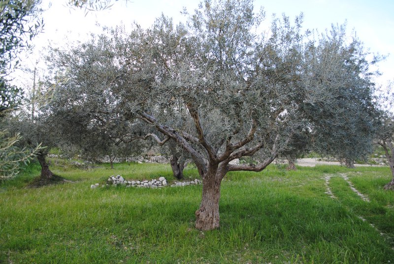 ITALIA | SICILIA | Extra Virgin Olive Oil - il SALTO | Bag in Box 3 LT