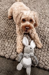 Juguete para perros Conejo Theo