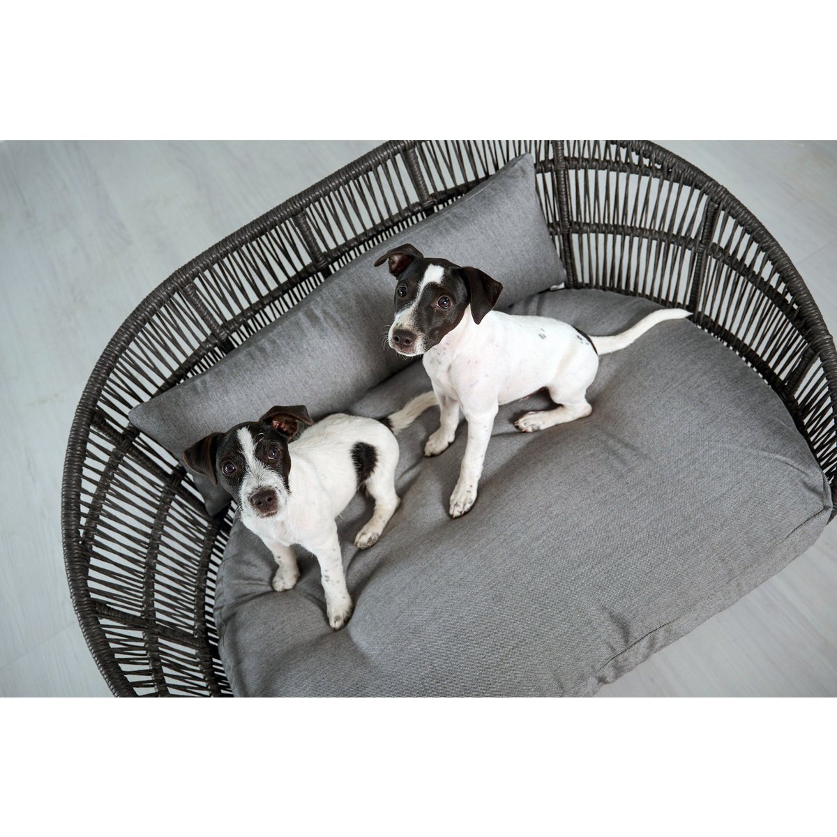 PRADO - Design-Hundebett LISCIO