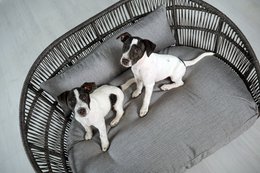PRADO - Design-Hundebett SMOOTH