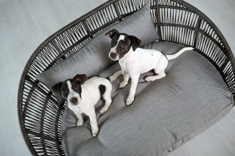 PRADO - Design-Hundebett SMOOTH