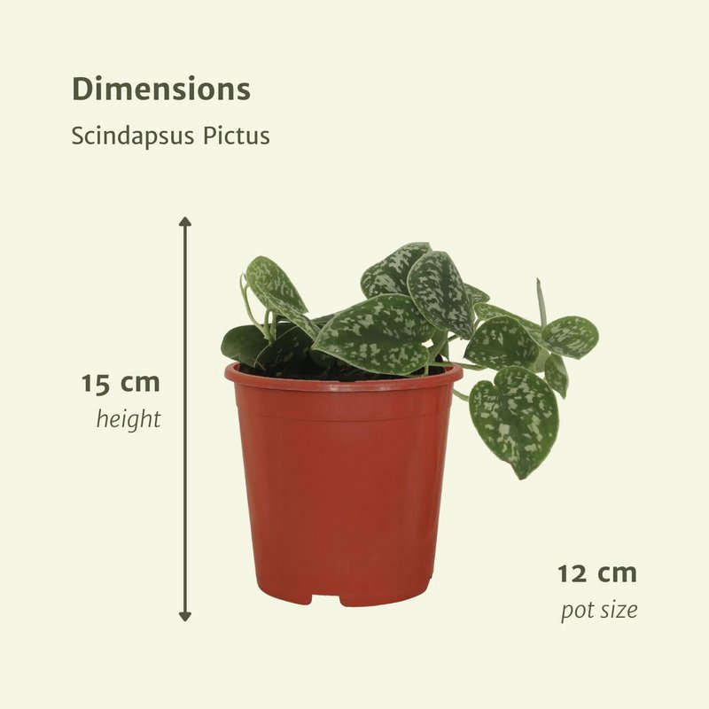 Scindapsus Pictus - 4 pieces - ø12cm - ↕15cm